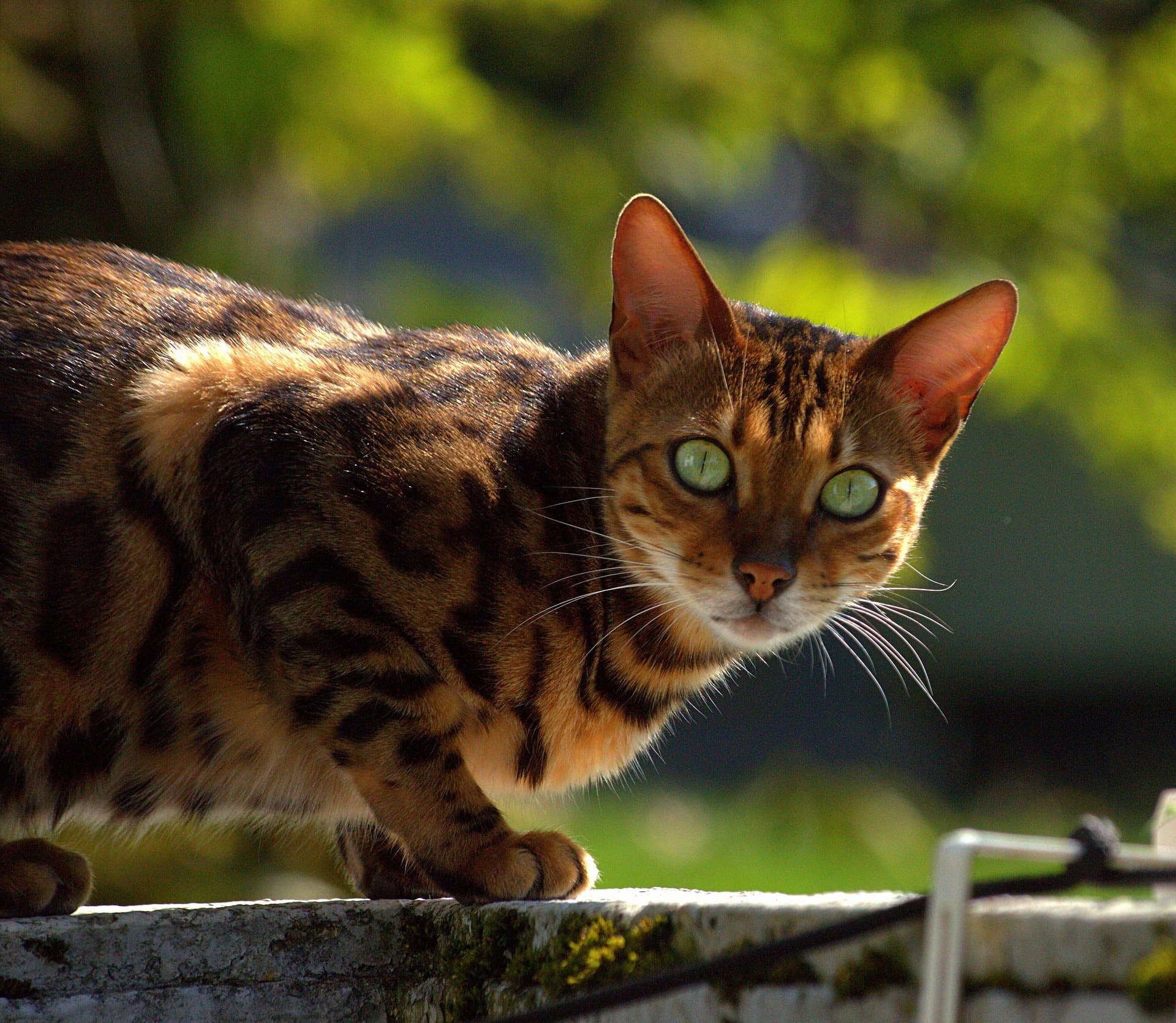 Bengal