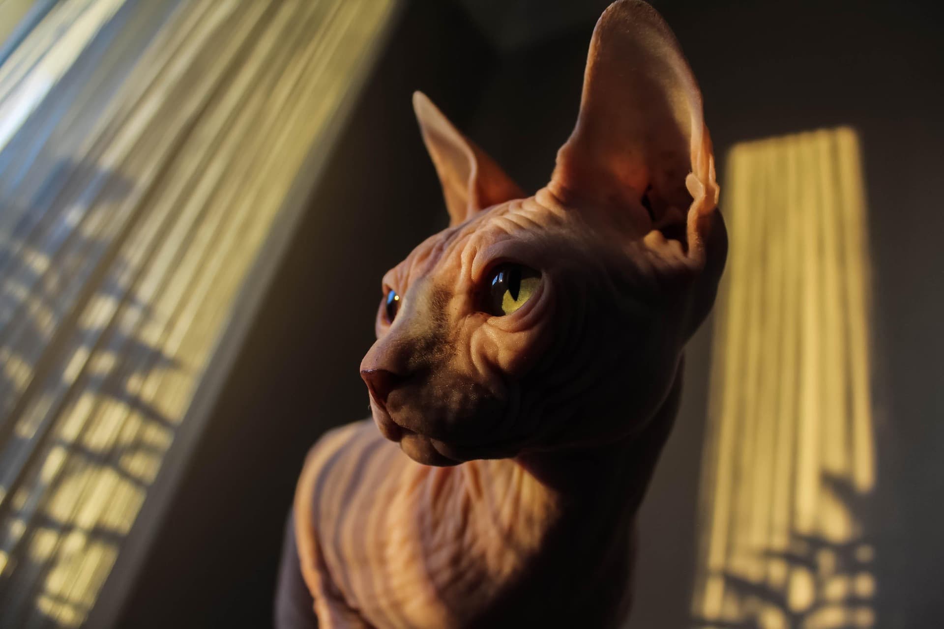 Sphynx