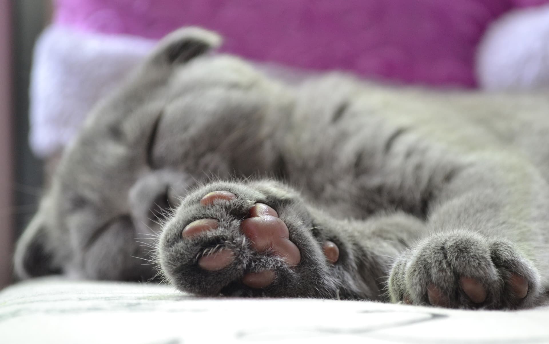 Paw-fect Match Guarantee