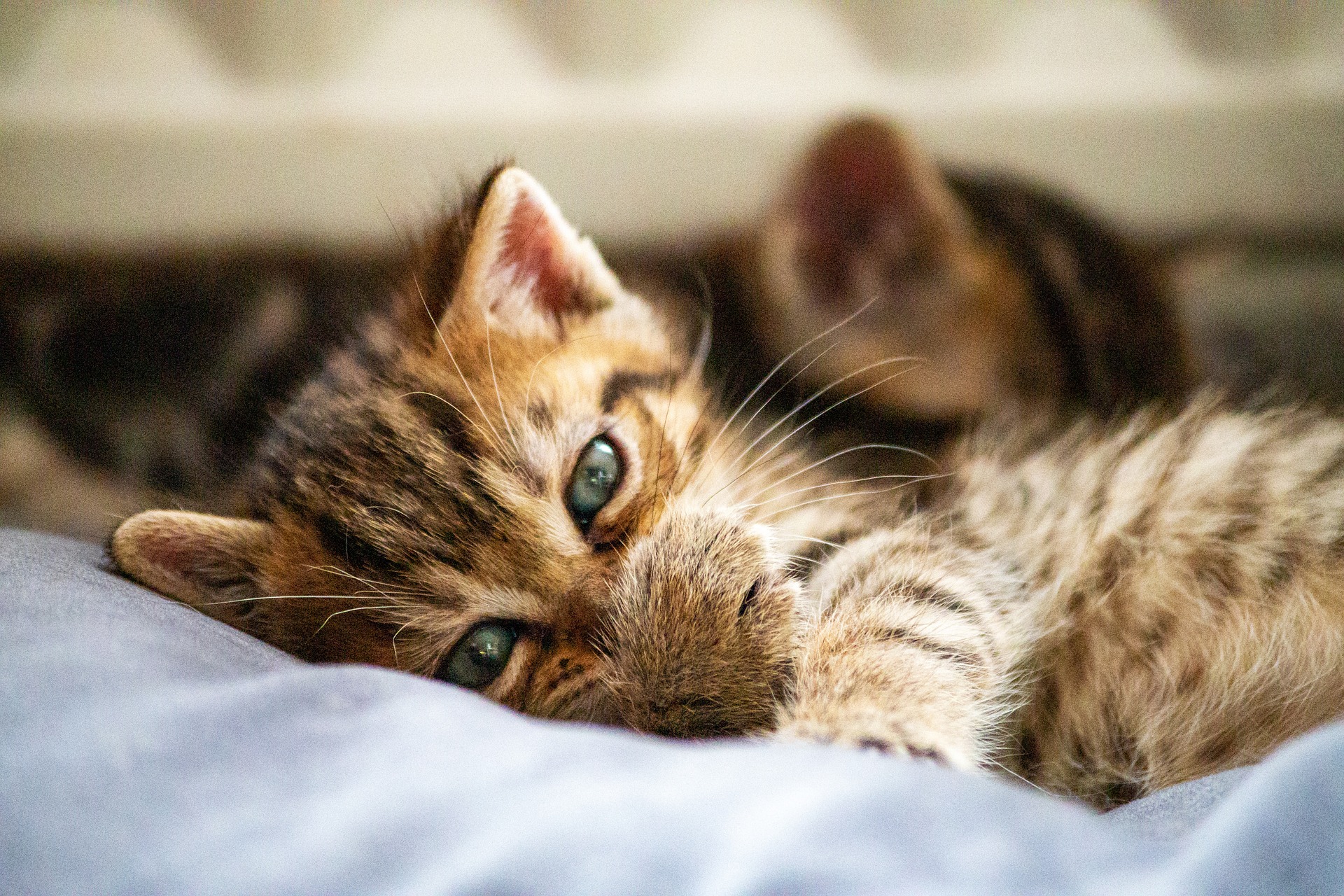 Luxury cat background